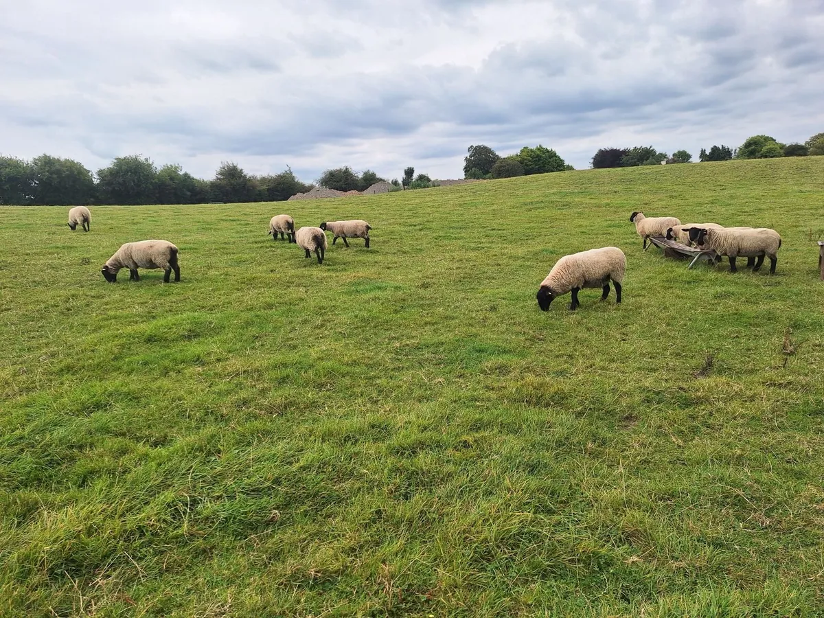 Suffolk X Hoggets - Image 4