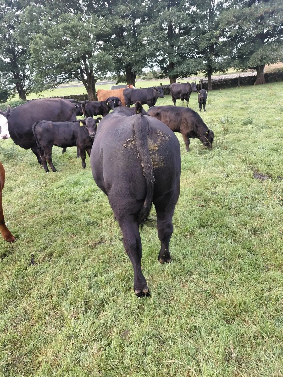 Two 18month old Aberdeen Angus Bulls - Image 3
