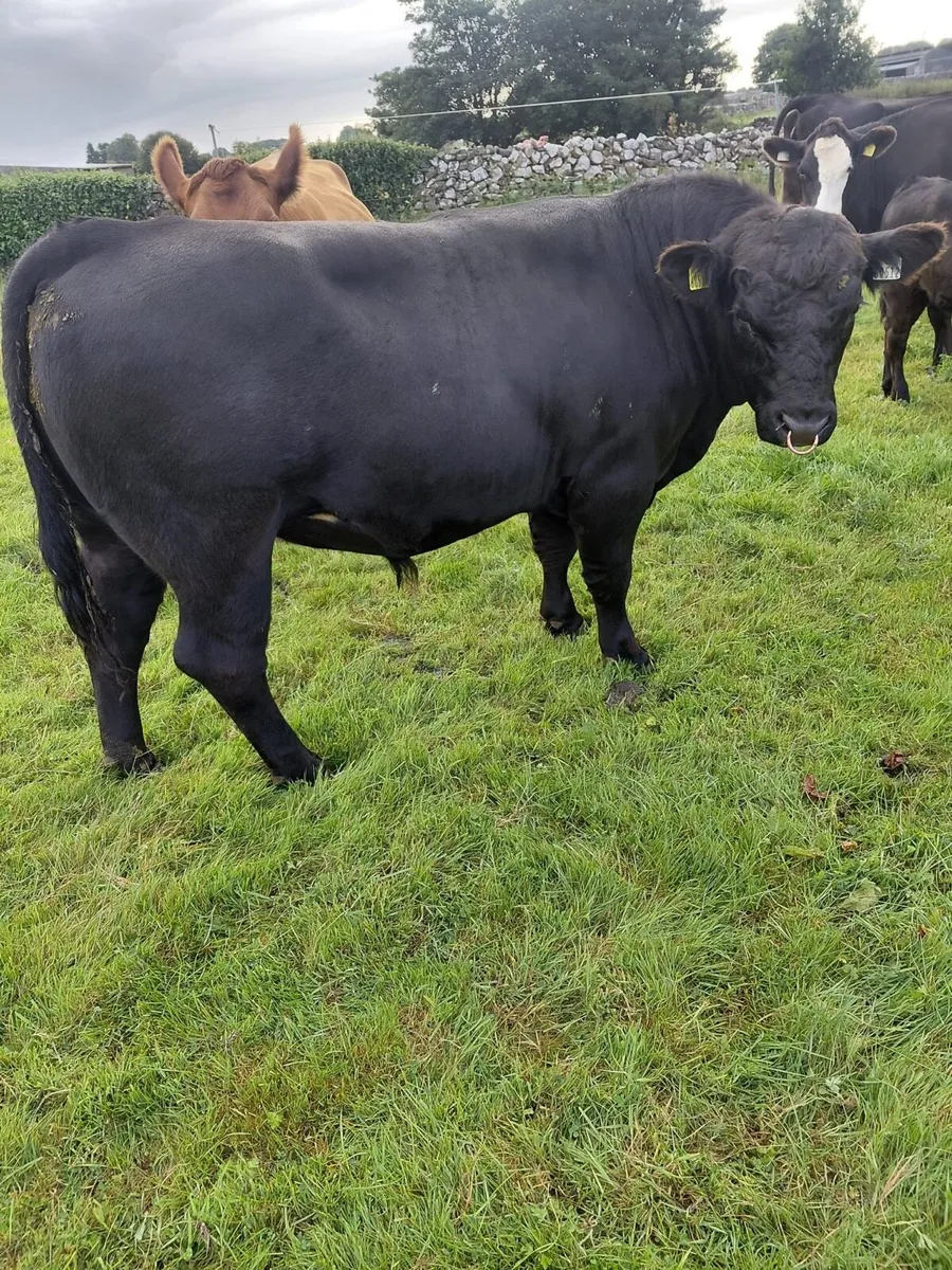 Two 18month old Aberdeen Angus Bulls - Image 2