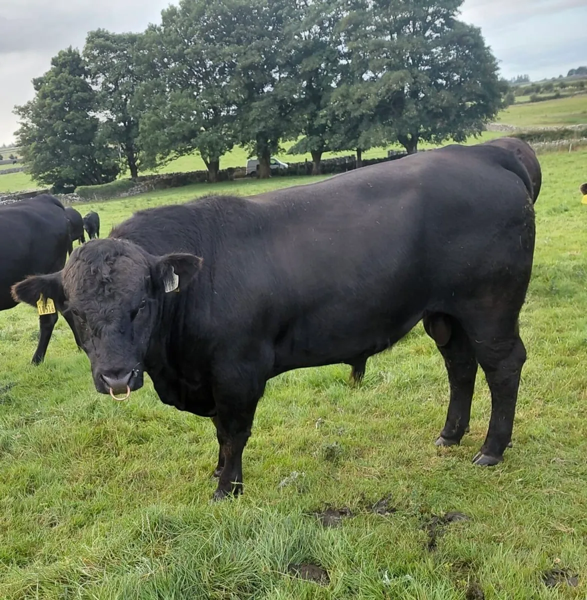Two 18month old Aberdeen Angus Bulls - Image 1