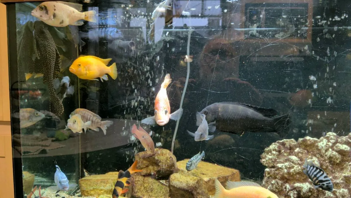 Fish Tank - Image 3