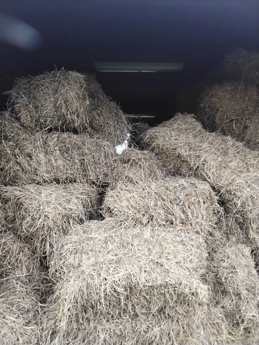 Square bales of hay