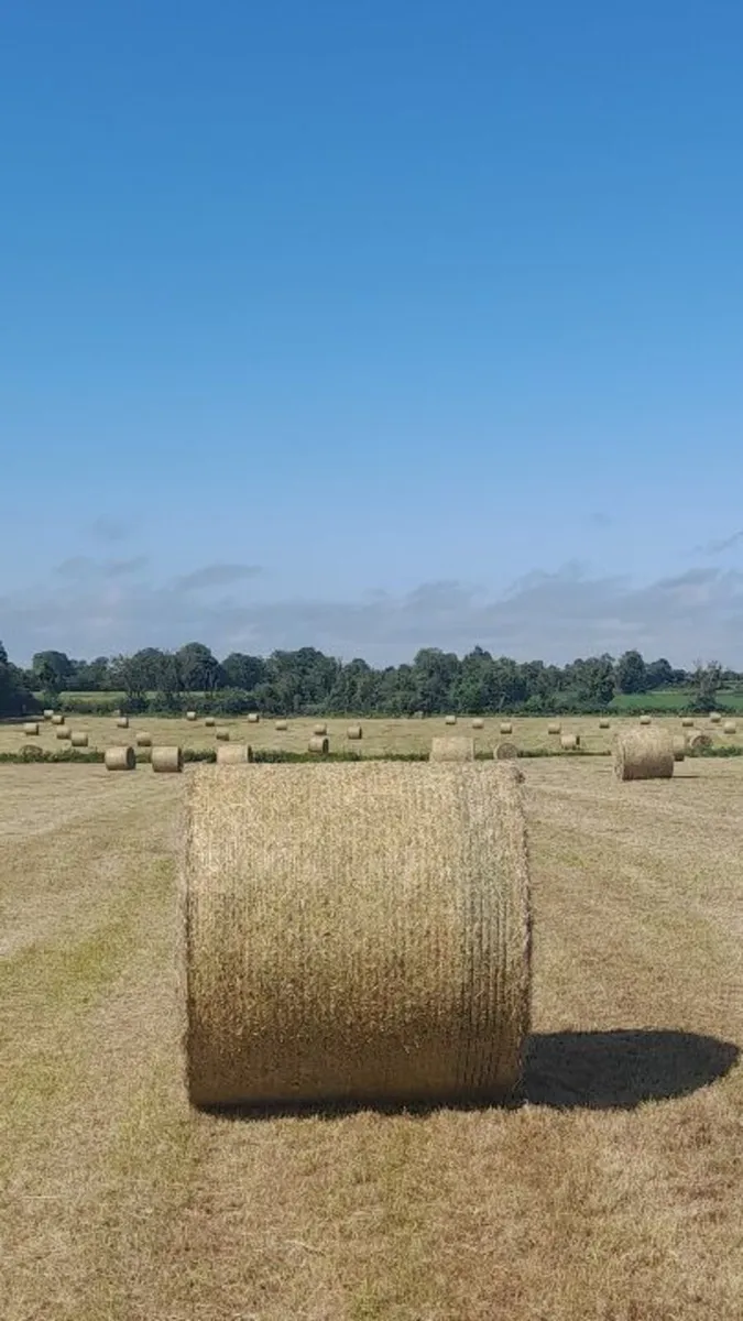 Hay - Image 1