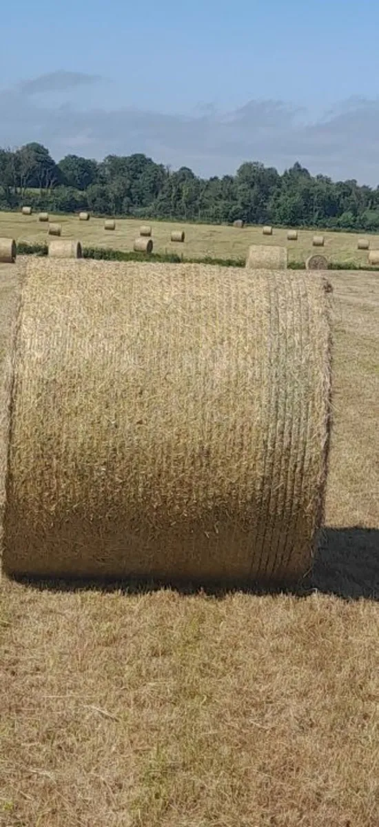 Hay - Image 2