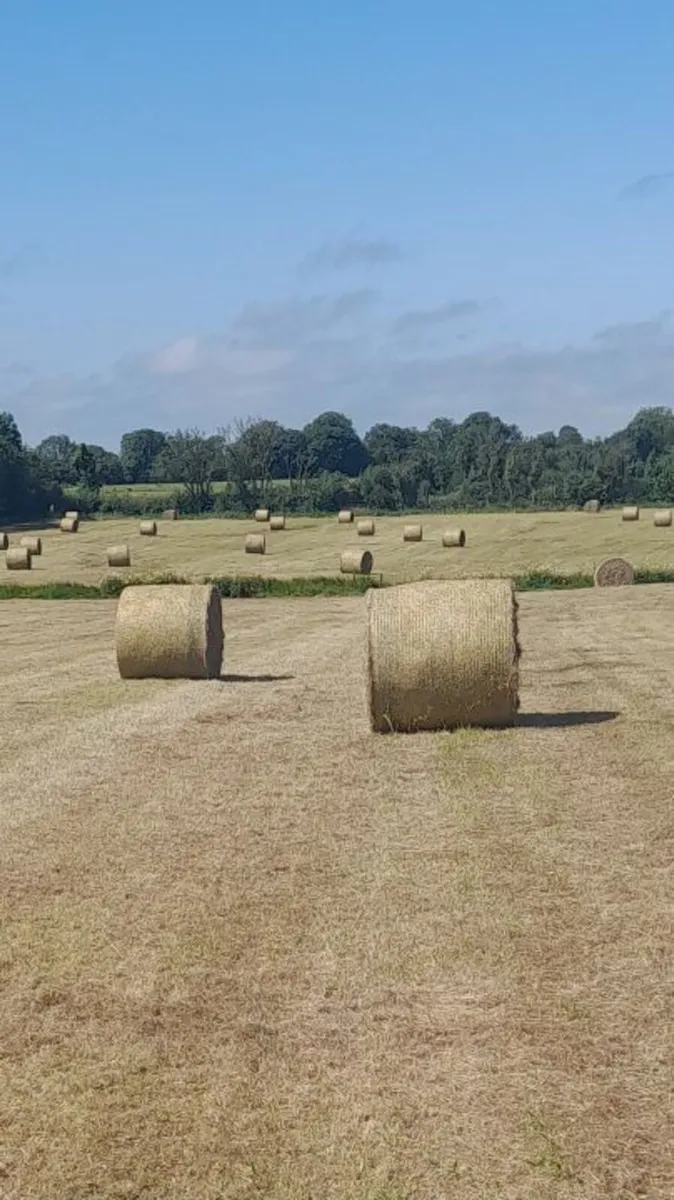 Hay - Image 3
