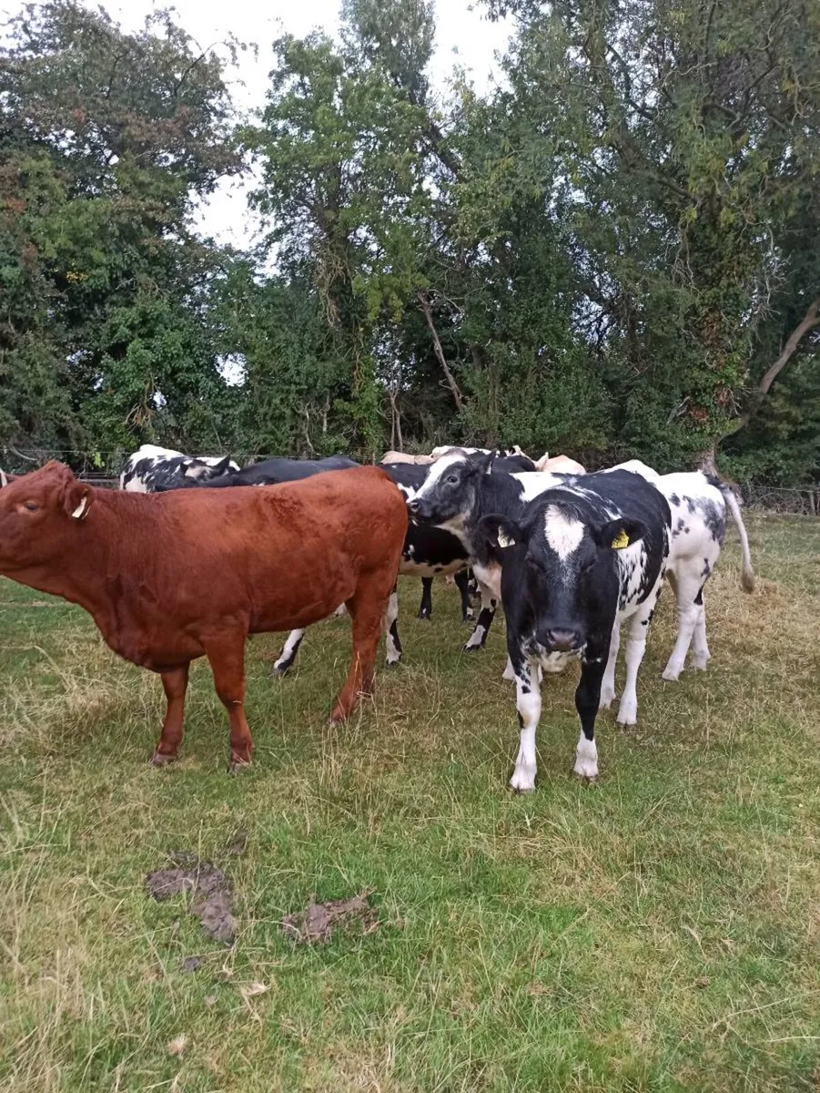 Continental Heifers - Image 1