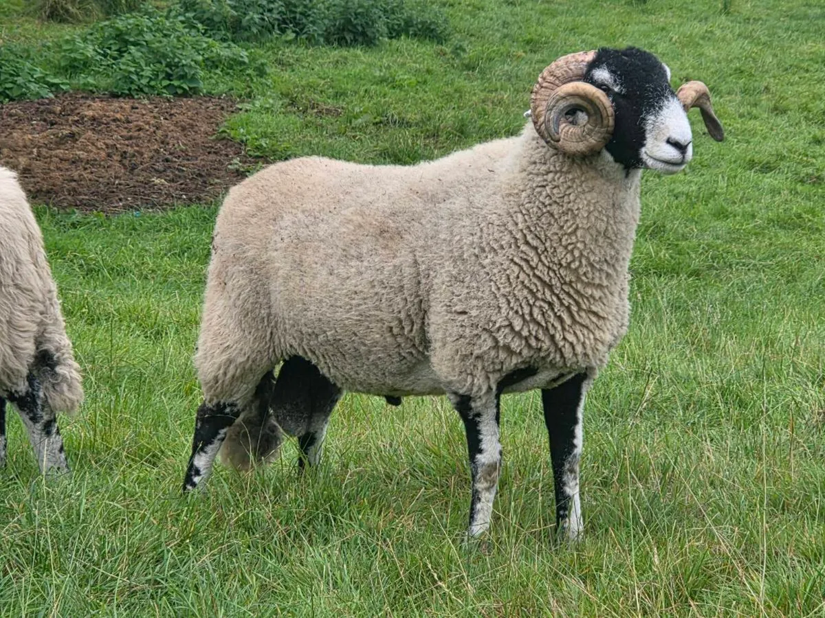 Swale and Mayo hogget rams - Image 2