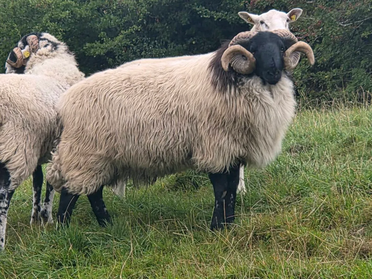 Swale and Mayo hogget rams - Image 4