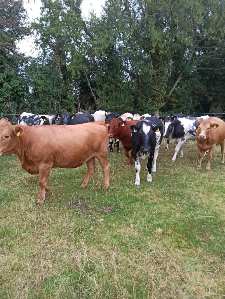 Continental Heifers - Image 2