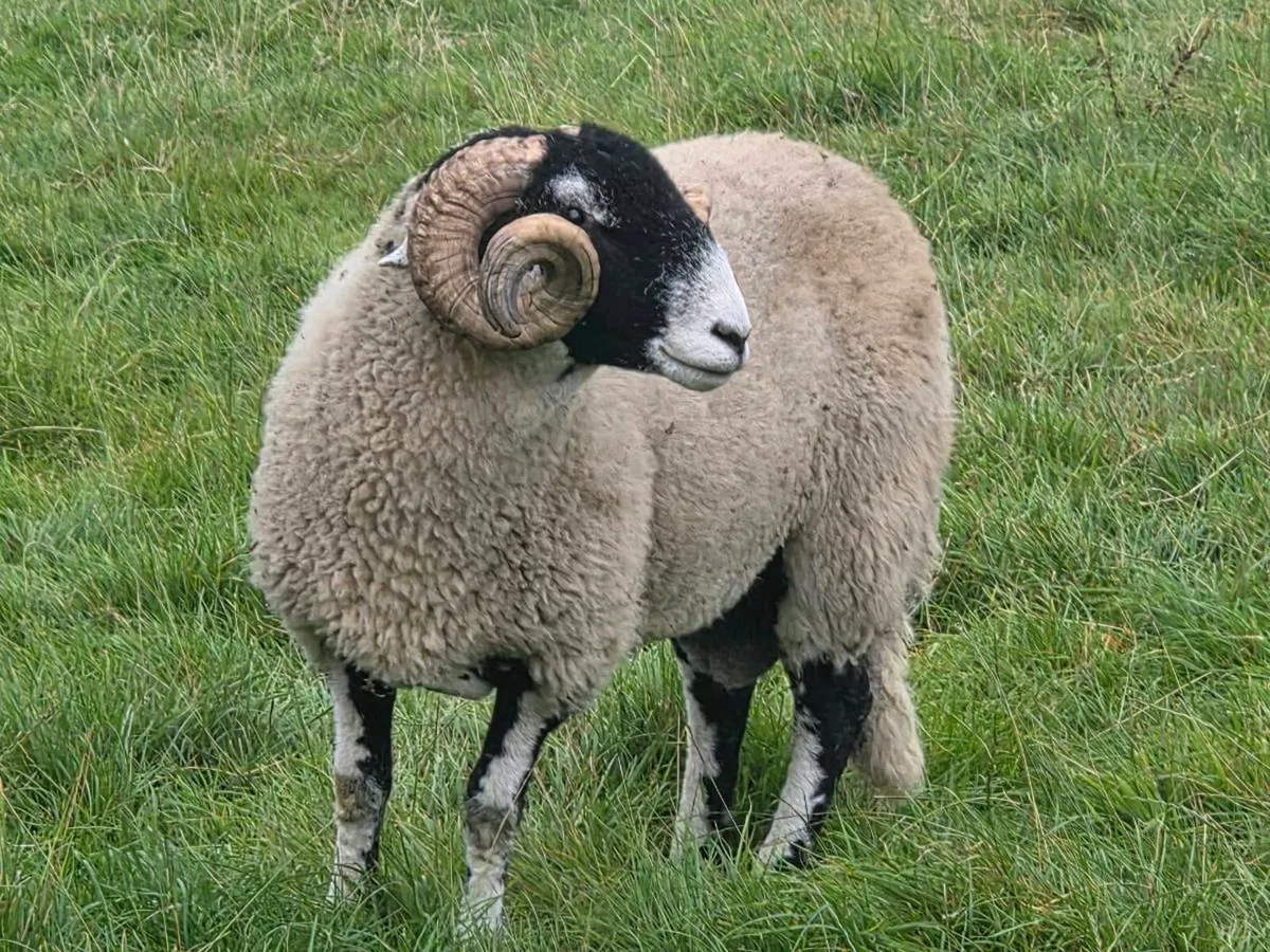 Swale and Mayo hogget rams - Image 3