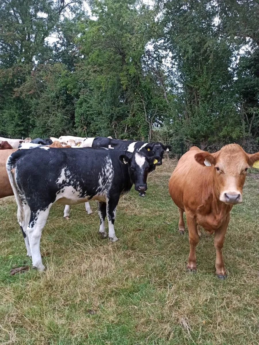 Continental Heifers - Image 3