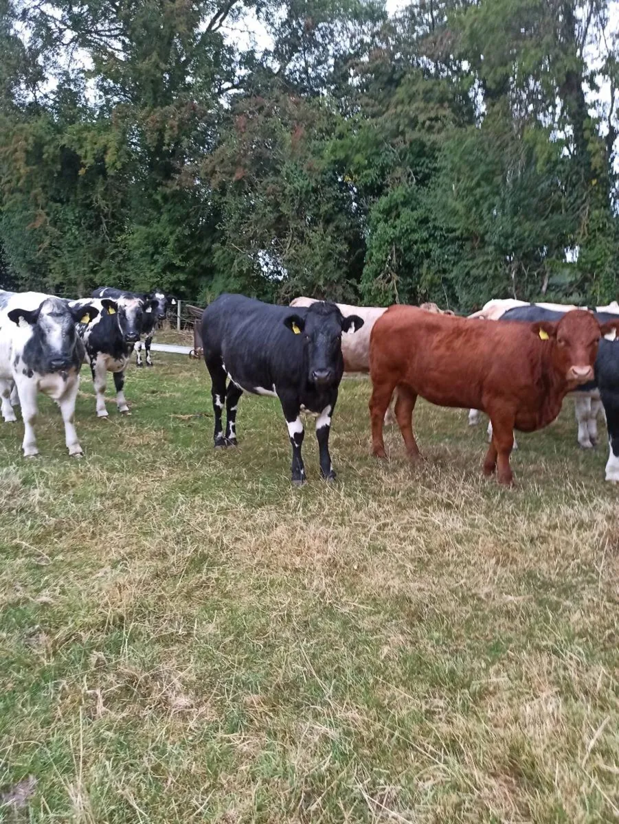 Continental Heifers - Image 4