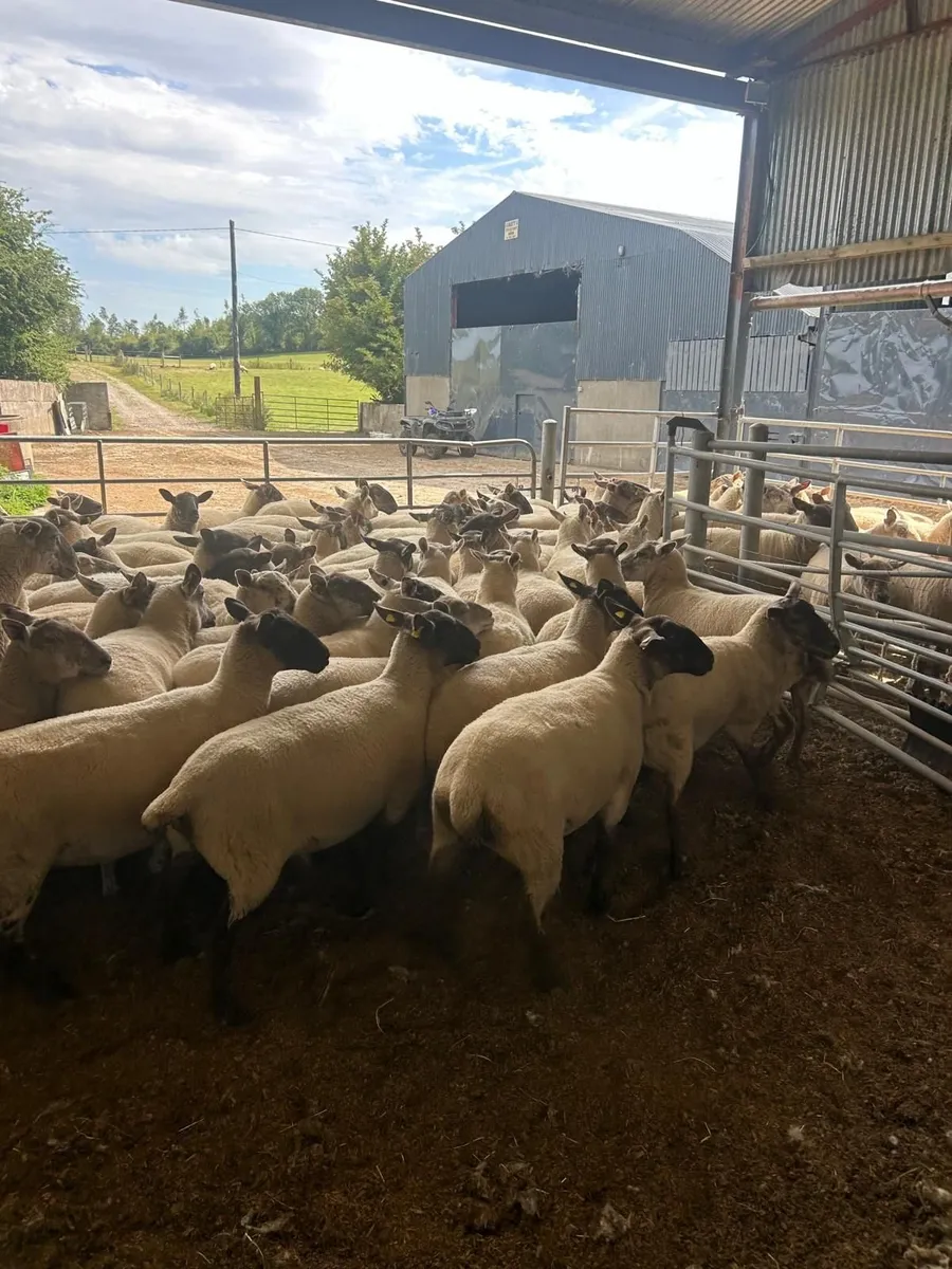 Hoggets - Image 3