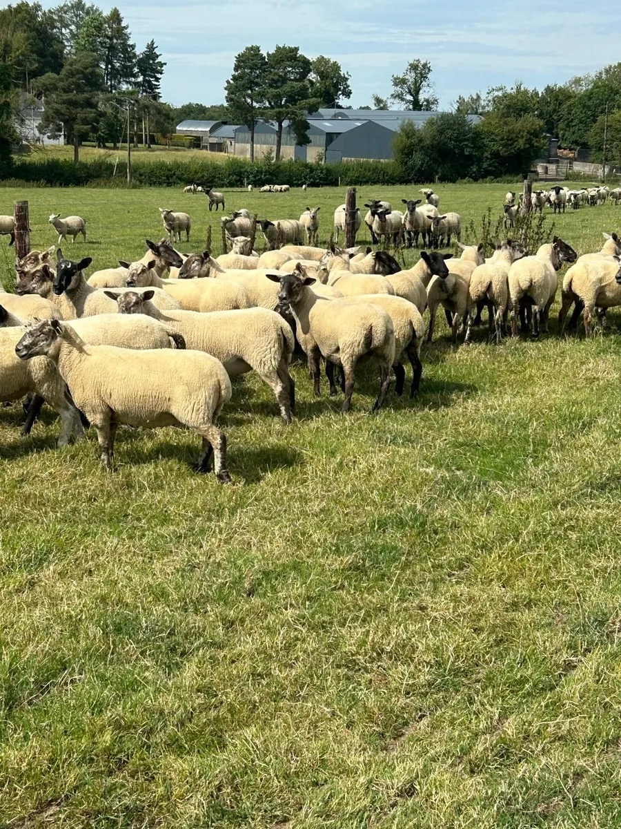 Hoggets - Image 2