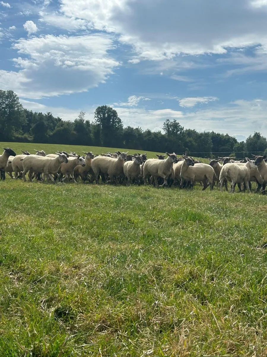 Hoggets - Image 4