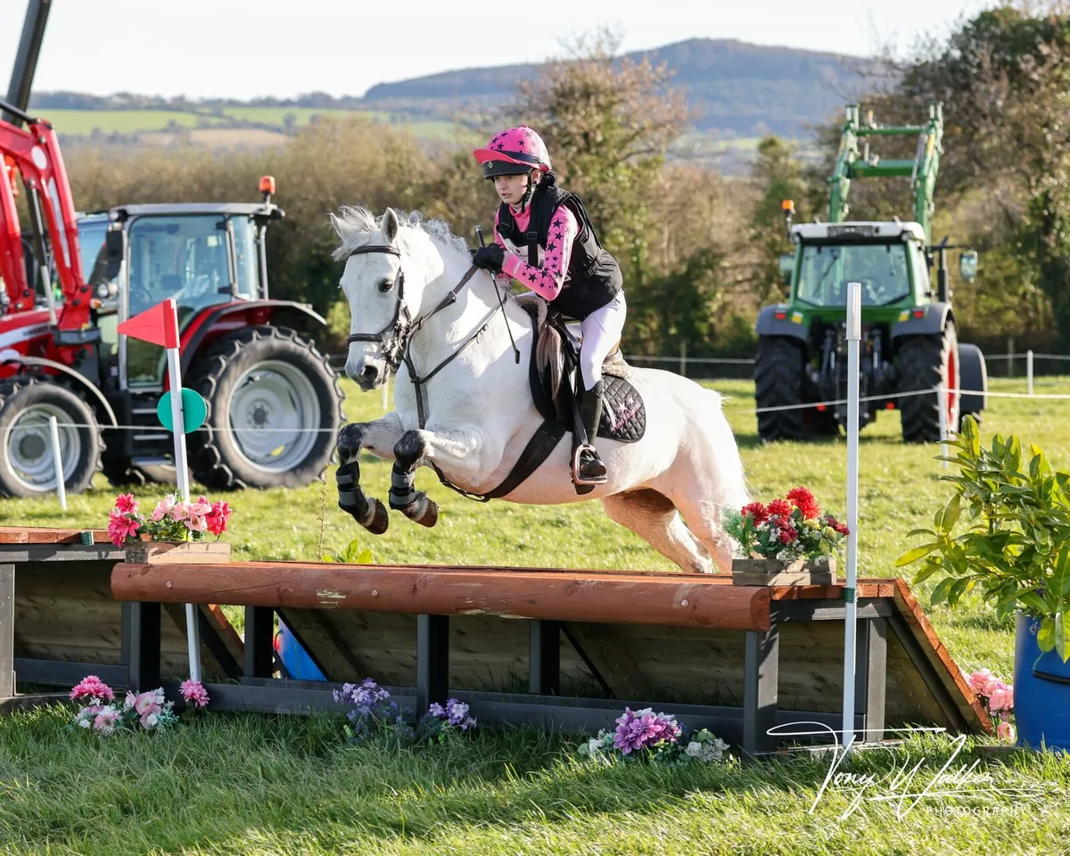 13.2 Eventing Pony - Image 2