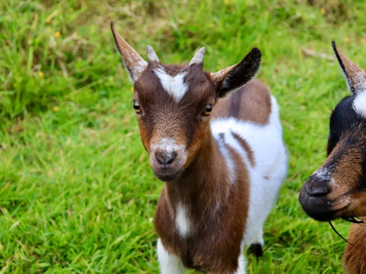 Pygmy Goat - Image 2