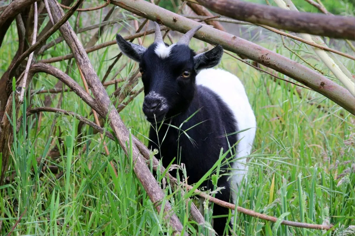 Pygmy Goat - Image 1