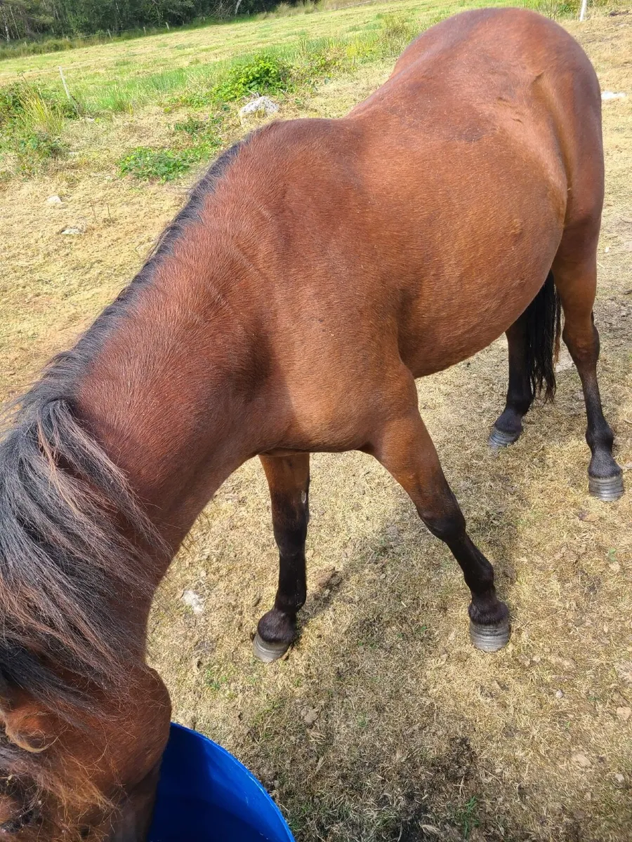Pony - Image 2