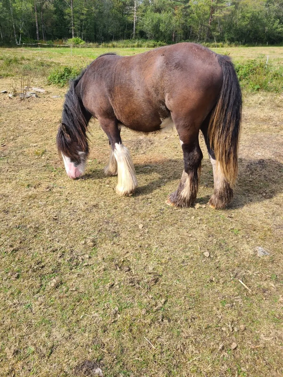 Pony - Image 1