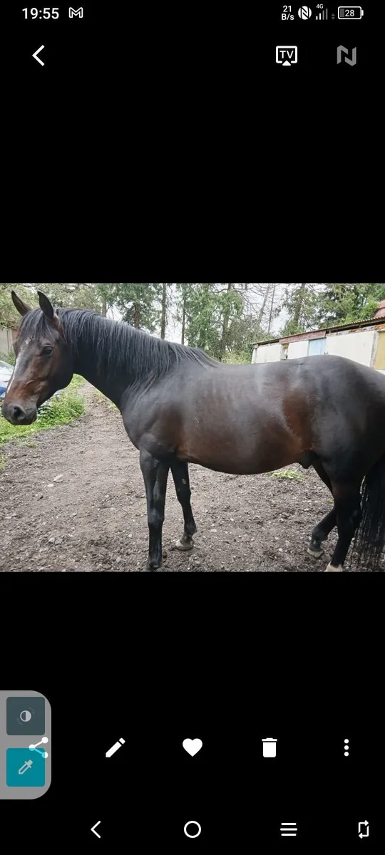 Handsome stallion - Image 2