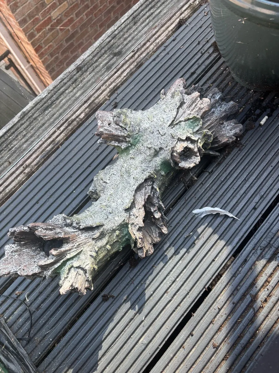 Drift wood & Aquasky LED light - Image 1