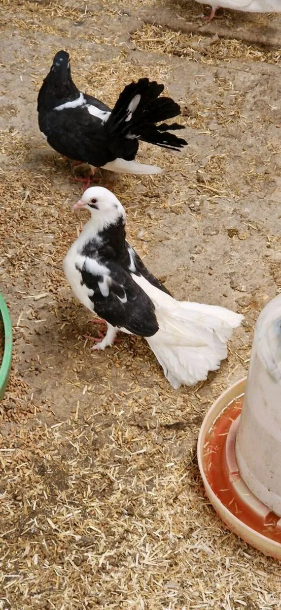 Pigeons - Image 1