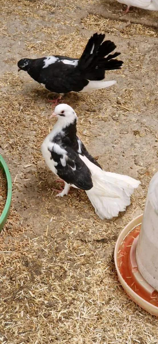 Pigeons - Image 2