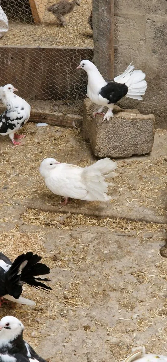 Pigeons - Image 3