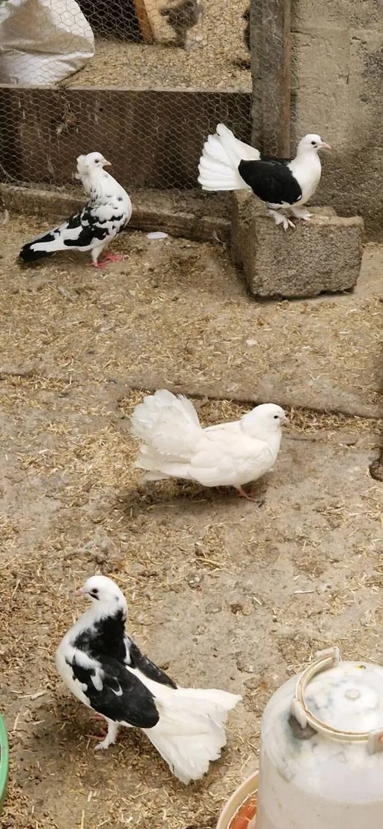 Pigeons - Image 4