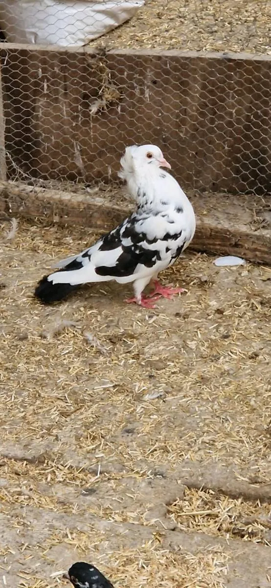 Pigeons - Image 3