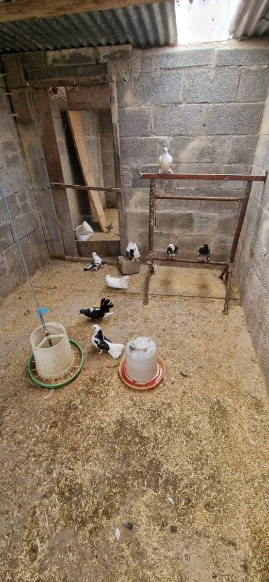 Pigeons - Image 4