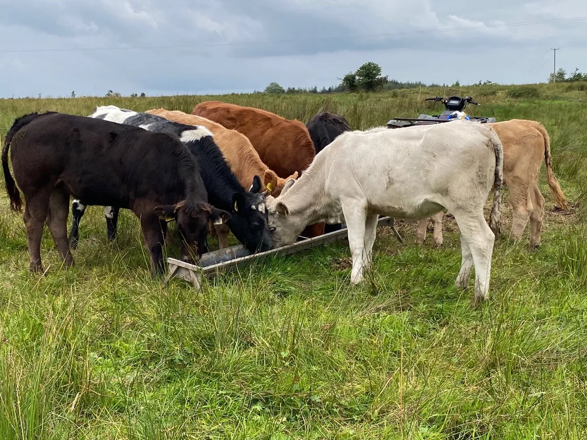 7 Heifer Weanlings - Image 2