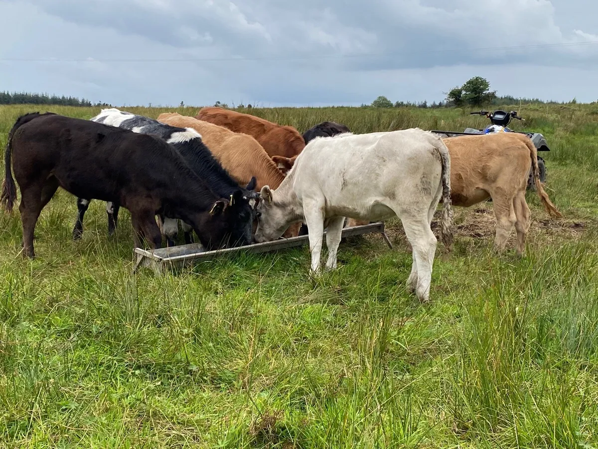 7 Heifer Weanlings - Image 1