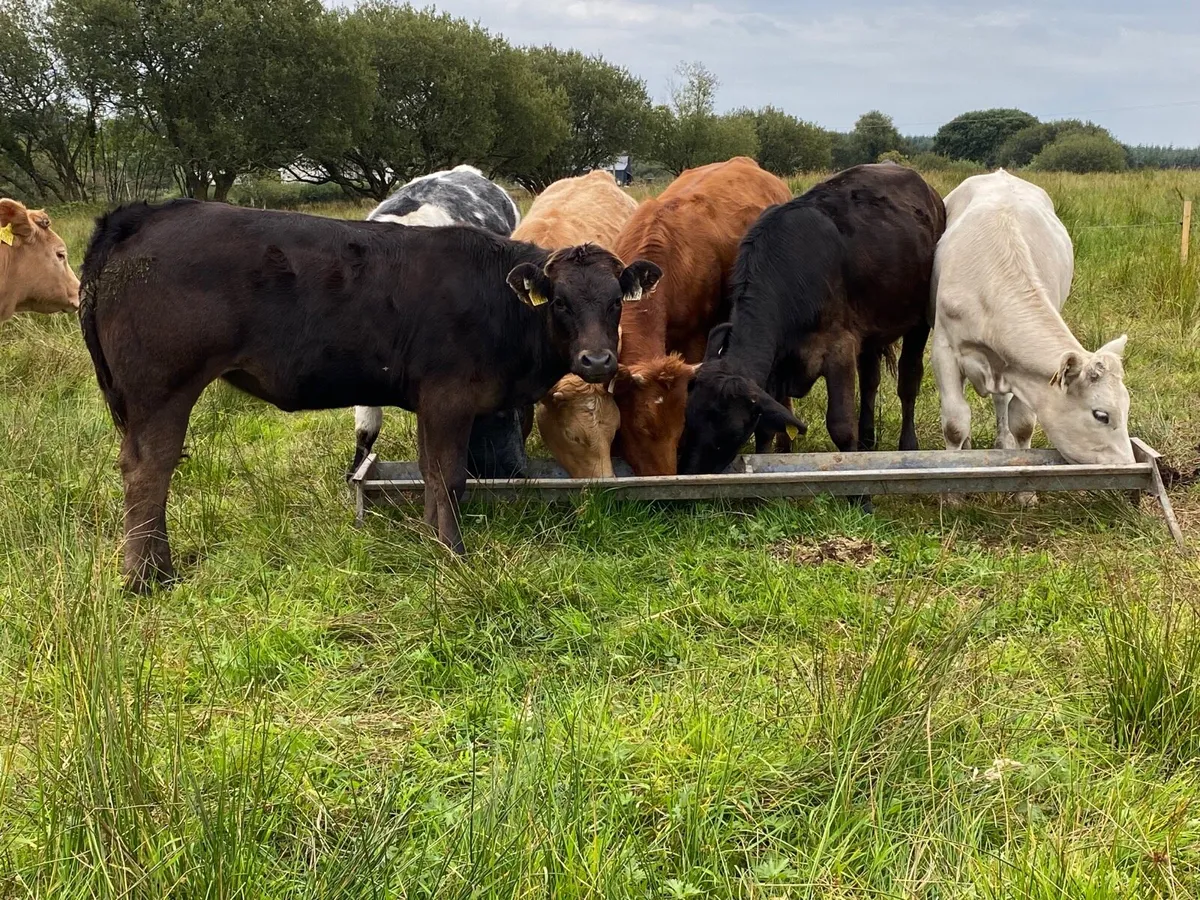 7 Heifer Weanlings - Image 4