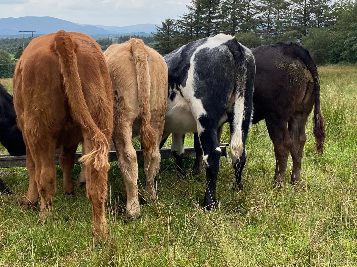 7 Heifer Weanlings - Image 3