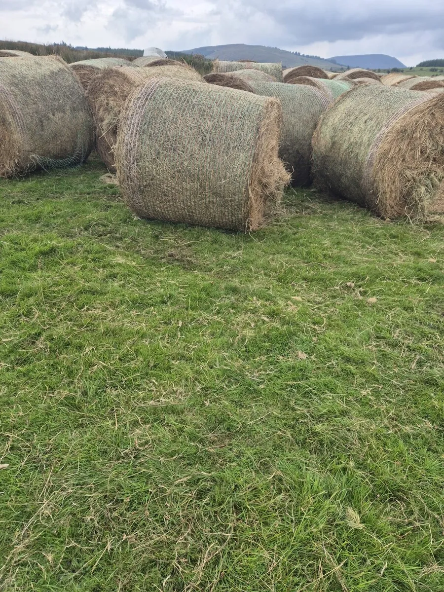 Hay - Image 3