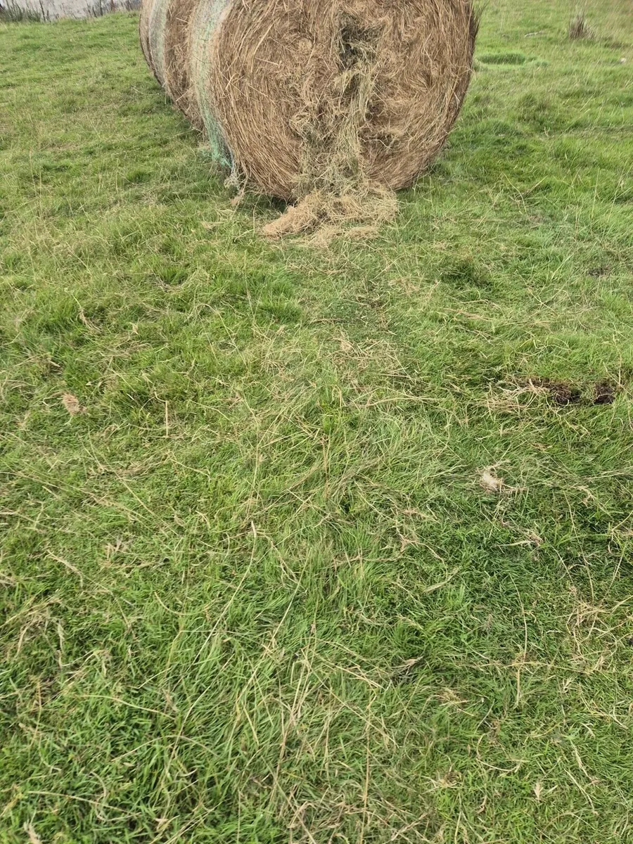 Hay - Image 2