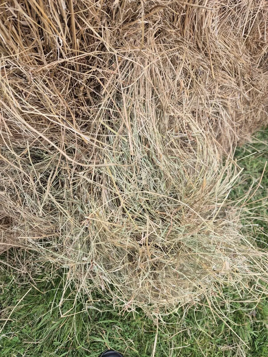 Hay - Image 1
