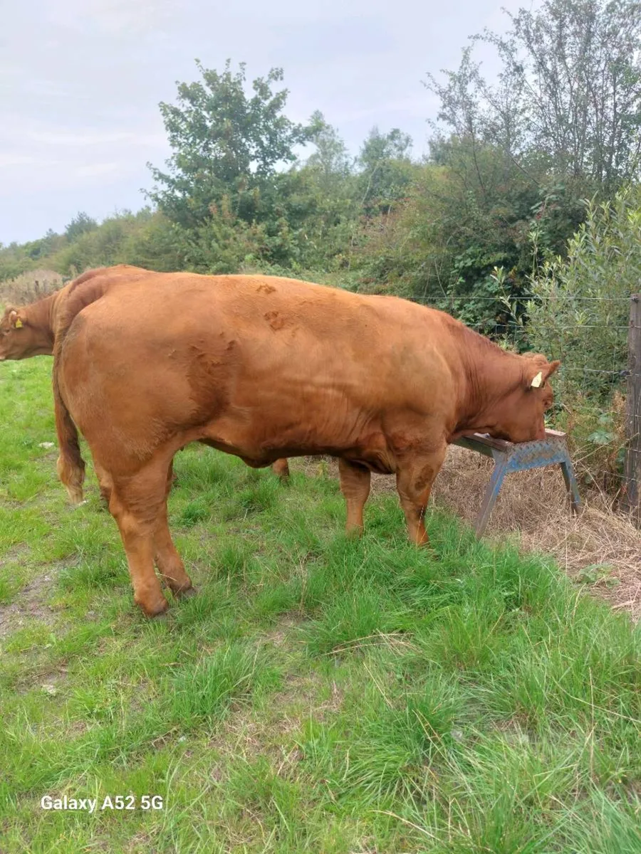 Livestock - Image 2