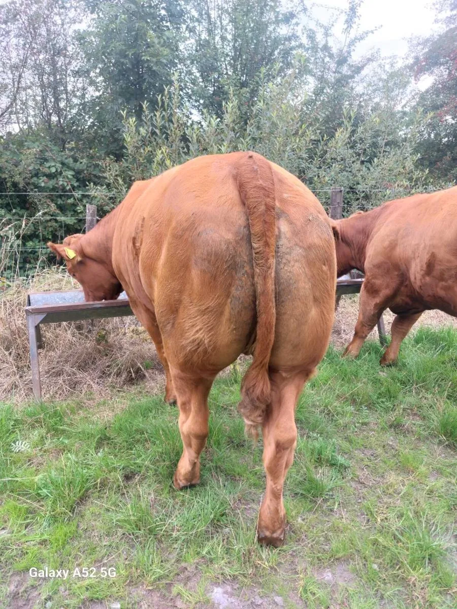 Livestock - Image 1