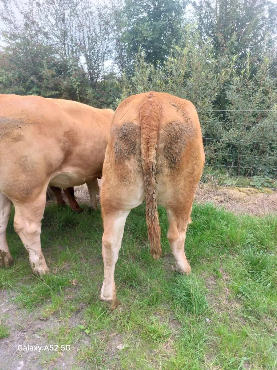 Livestock - Image 3
