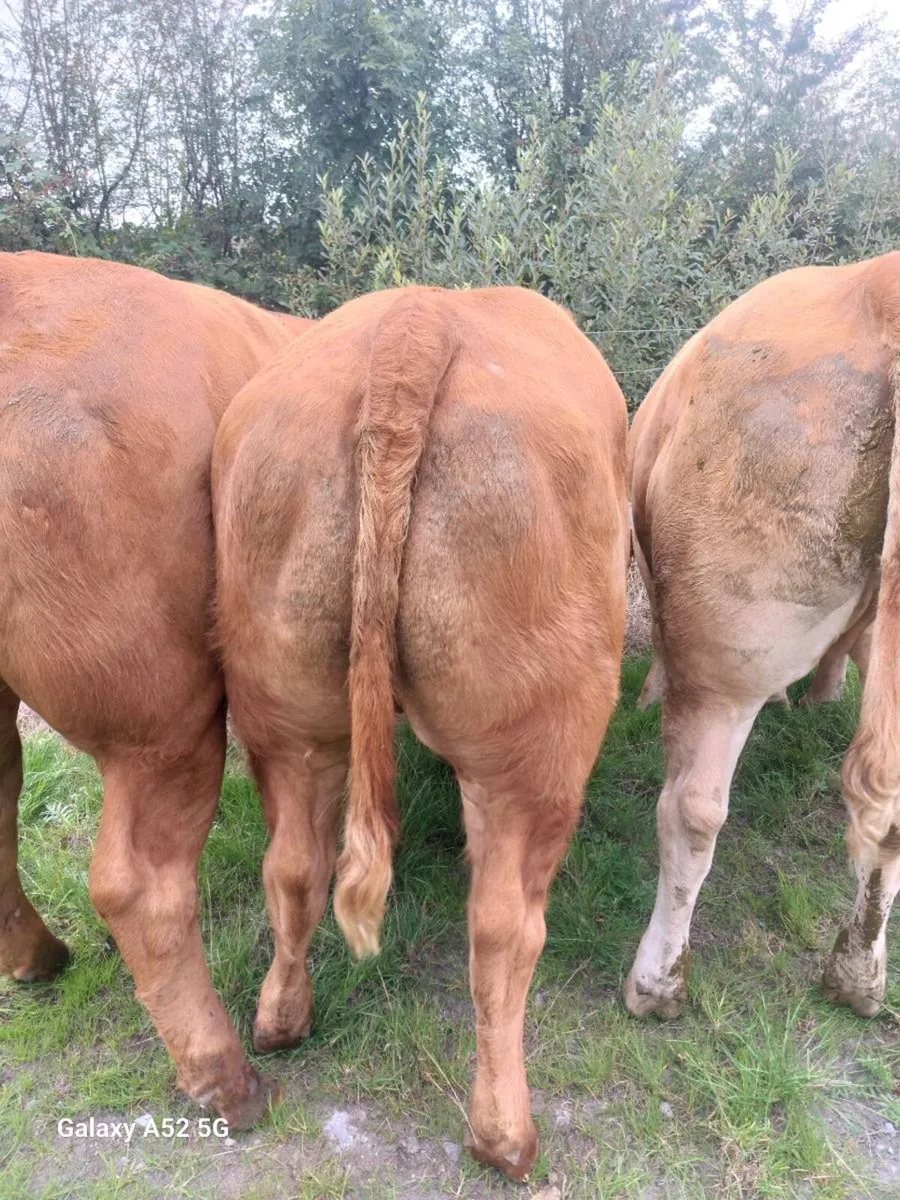 Livestock - Image 4