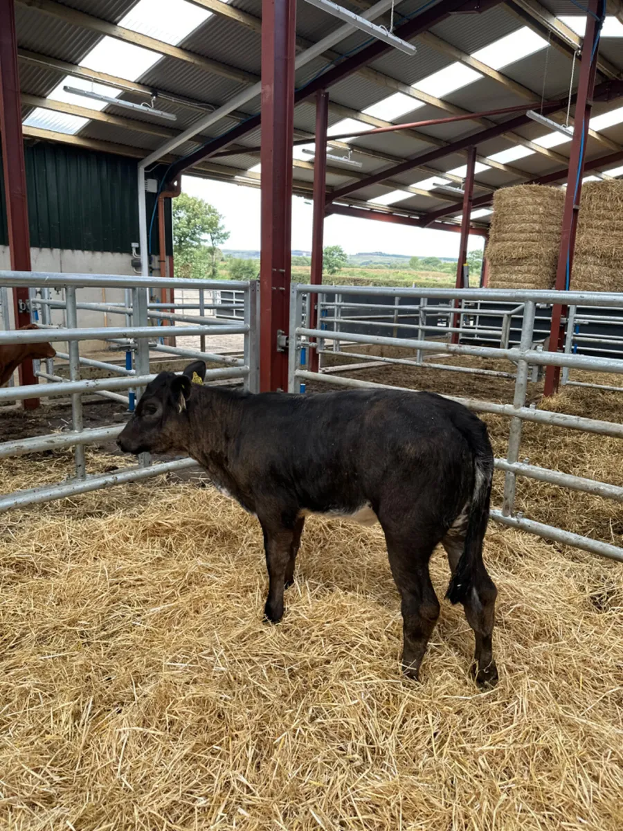 Blue grey lim heifer - Image 1