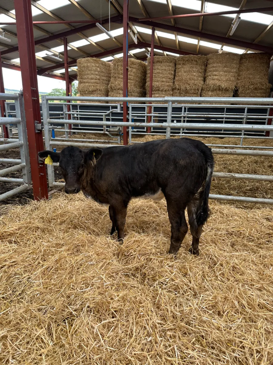 Blue grey lim heifer - Image 3