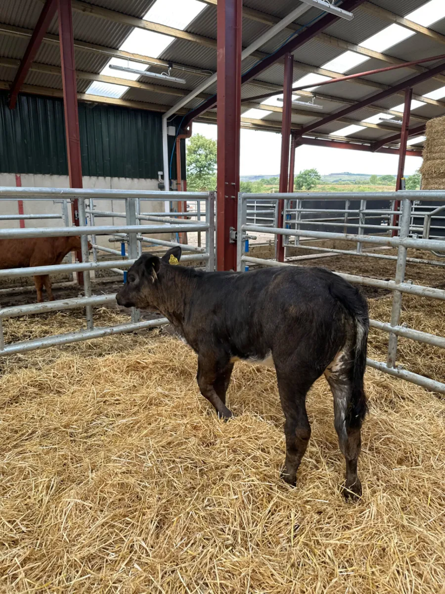 Blue grey lim heifer - Image 2
