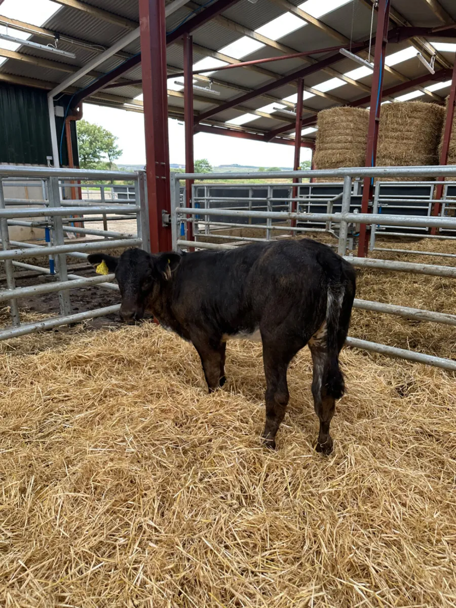 Blue grey lim heifer - Image 4