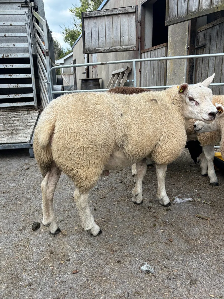 Texel Ram Lamb SIS - Image 2