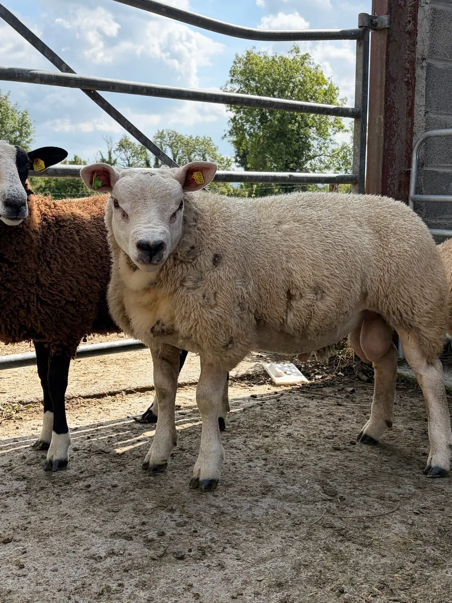 Texel Ram Lamb SIS - Image 1
