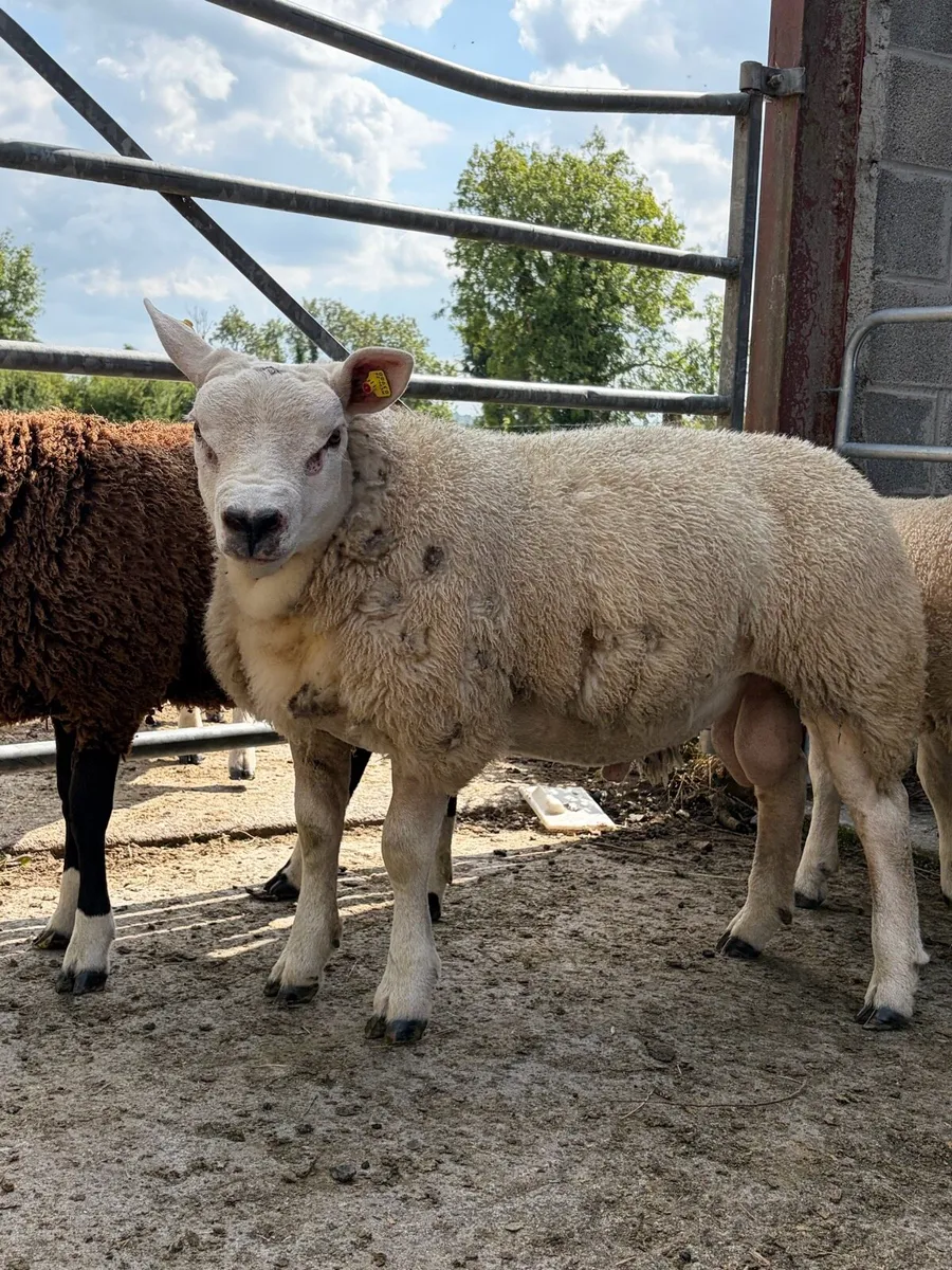 Texel Ram Lamb SIS - Image 3
